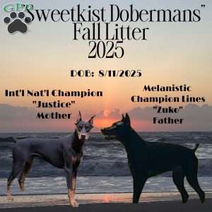 Sweetie Melanistic, Doberman Pinscher Puppy